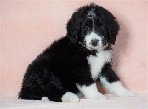  With us, your Bernedoodle for sale in Charlotte is healthy, happy, and itching to find a forever-home! Their purebred ancestry means that Bernedoodle breeders Charlotte can provide detailed medical and familial records, allowing you to take home healthy Charlotte Bernedoodles for sale without worrying about unethical treatment or hidden health concerns